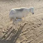 3 عروض خلفات وحيل حريه