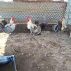 ديوك فيومي