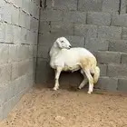 ذبايح مرابي عسير