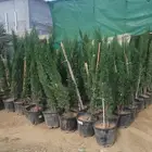 شتل ايطالي وزيتون