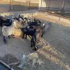 تيوس وجفار للبيع   تم البيع   تم البيع