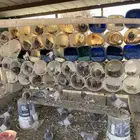 حمام فرنسي وزاجل