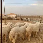 ذبيحتك الى باب البيت غنم حري نظيف طليان يوجد صلخ وتوصيل