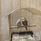 زوج كروان الذكر اليف
