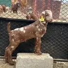 كلهاري جيشي (ابهر) نادر تم البيع  