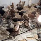 صوص للبيع العمر شهر واسبوع