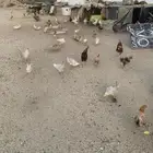 دجاج فيومي بلدي لبيع جمله