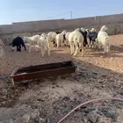 طليان بريه ونظيفه العدد 10 تم البيع   تم البيع