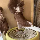(تم البيع) جاكوبين مستوى وفوطه بطله