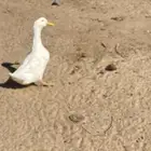 ديك 2 وبطه للبيع ع السوم