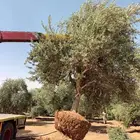 اشجار زيتون للبيع