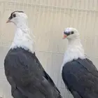 طبات لبناني شخشرلي