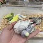 فروخ بادجي و كروان و فيشر