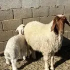 نعيميه والده