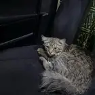 لقيت قط ضايع الي يعرف راعيه يكلمني