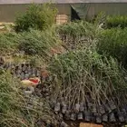 مشتل التكامل الخضراء الزراعيه اشجار بريه سدر 0533351329