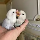 فروخ روز مجنونه