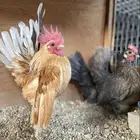 دجاج سيراما قزم ( تم البيع خارج الموقع )