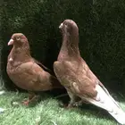 حمام شامي