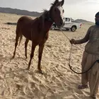 حصان