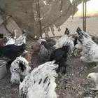 صوص براهما بوه كلونبي وبه ملون