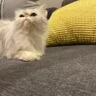 قطه بيكي  فيس