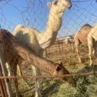 قعود لقي يجذع في شهر 7