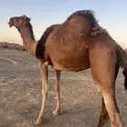 للبيع ناقه لقحه