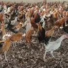 دجاج بلدي وديوك