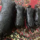تراث