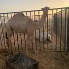 للبيع بكره شقحاء ديبانيه