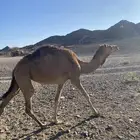 بكره للبيع الموقع الوجه