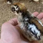دجاج بلدي