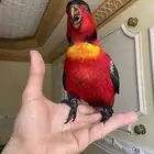 ببغاء لوري هدد بلاك كاب