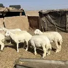 للبيع رخال مقنوي