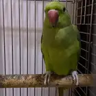للبيع دره