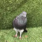 ذكر نفاخ اسباني