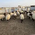 بهم نعيم