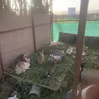أرانب للبيع