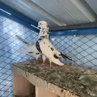 حمام قطايف ورام