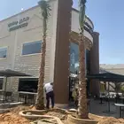 نخل واشنطني زينه