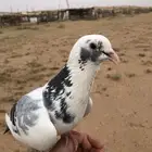 حمام زاجل هدد العمر سنه سنه نص على السوم