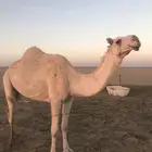 للبيع الخفوت الرمانيه الكفوعلى جميع الشروط