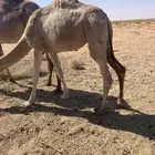 بكره مفرودة