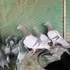 حمام سلفر جانبو