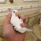 روز اليف نشبه