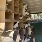 حمام هندي وبكستاني