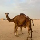 خلفه كفو حليب وافر