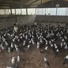 ديوك دجاج فيومي شبابي