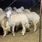 عقيقه حري ذبايح ثلاجه ذبائح طليان تيوس رخال يوجد صلخ وتوصيل